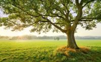 Komar Stefan Hefele; Komar Wanderlust Fotobehang The Magic Tree - SHX9-086