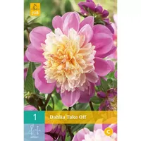 1 Dahlia Take Off