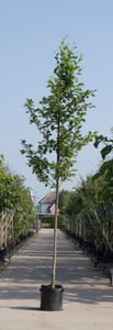 Gewone els Alnus glutinosa h 550 cm st. omtrek 19 cm - Warentuin Natuurlijk