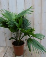 Waaierpalm Livistonia Rotundifolia 50 cm kamerplant Warentuin Natuurlijk - Warentuin natuurlijk