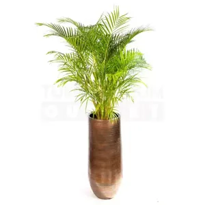 Vaas Tokio bruin Ø38 + Dypsis Lutescens (Areca) ± 220 cm