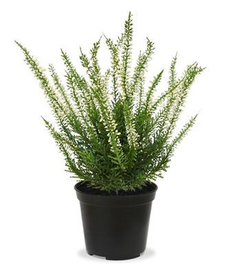 Erica heide kunstplant 25cm - creme