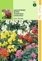 Zaden Antirrhinum Leeuwenbekje Tom Thumb gemengd Hortitops - Hortitops