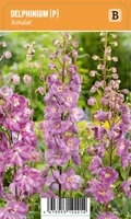 V.I.P.S. Delphinium (P) ''Astolat'' - Ridderspoor (P9)