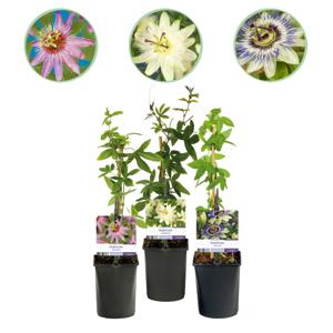 Green boutiQ - Passiebloem - Passiflora Tricolour - Bloem Roze Wit Paars - Weinig onderhoud - 3 planten - Pot 11cm Hoogte 40cm