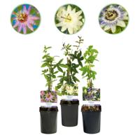 Green boutiQ - Passiebloem - Passiflora Tricolour - Bloem Roze Wit Paars - Weinig onderhoud - 3 planten - Pot 11cm Hoogte 40cm