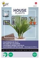 House Plants Washingtonia filifera - Californische palm - Buzzy