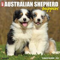 Australian Shepherd Puppies Kalender 2026