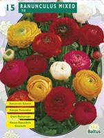 Bloembollen Ranonkel Mix per 15 Baltus - Baltus