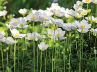 Anemonen veld 70x50cm Tuinschilderij - Customize it