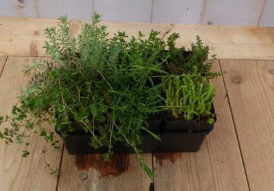 Vetplanten Sedum zes stuks - Warentuin natuurlijk
