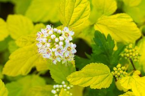 Sneeuwbalspirea