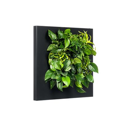 LivePicture 1 zwart,  levend planten schilderij