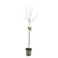 Malus domestica summerred halfstam rode handappel fruitboom Fruithof - Fruithof