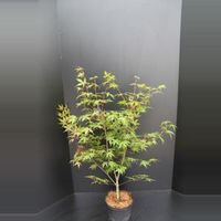 Japanse esdoorn (Acer palmatum "Osakasuki") heester - 60-80 cm - 1 stuks - thumbnail