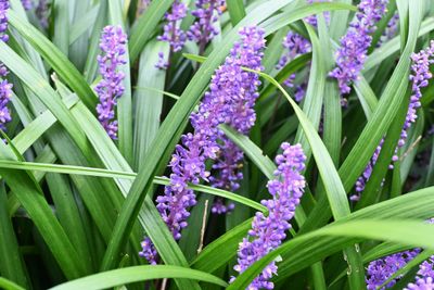 Leliegras