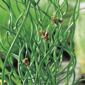 Krulpitrus (Juncus effusus “spiralis”) moerasplant (6-stuks)