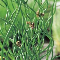 Krulpitrus (Juncus effusus “spiralis”) moerasplant (6-stuks) - thumbnail