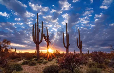 Alexsar Art Tuindoek cactussen 140x90cm