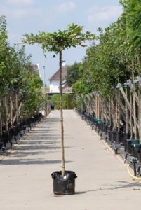 Haagbeuk kruisdak Carpinus betulus h 250 cm st. omtrek 18 cm st. h 240 cm - Warentuin Natuurlijk