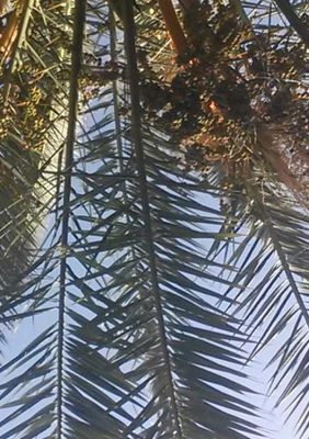 Ellen  Mastenbroek Onder de palmboom