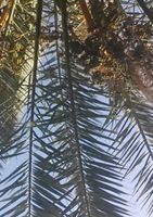 Ellen  Mastenbroek Onder de palmboom - thumbnail