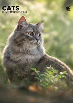 Katten A3 Kalender 2026