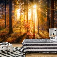 Zelfklevend fotobehang -  Ontwaken van de Herfst in een bos  , Premium Print - thumbnail