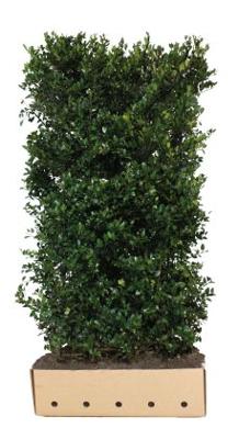 Ilex meserveae 'Heckenblau' Heg - Quickhedge