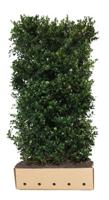 Ilex meserveae 'Heckenblau' Heg - Quickhedge Ilex meserveae 'Heckenblau' Heg - Quickhedge