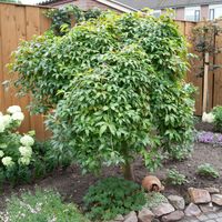Treur gouden regen op stam Laburnum alpinum 'Pendulum' - thumbnail