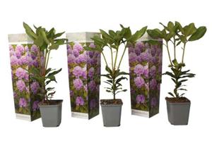 Rhododendron 'Catawbiense' paars - set van 3