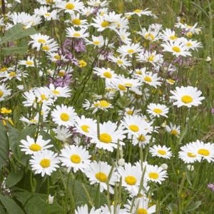 Gewone Margriet (biologisch)