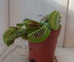 5 stuks! Vleesetende plant Mascotte Venusvliegenvanger Dionaea mini - Warentuin natuurlijk