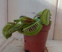 5 stuks! Vleesetende plant Mascotte Venusvliegenvanger Dionaea mini - Warentuin natuurlijk