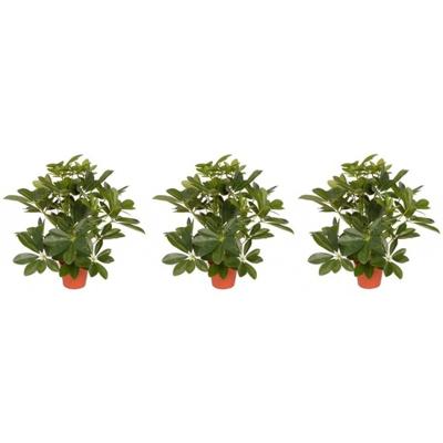 Kunstplant schefflera/baby struik - 3x - H55 cm - groene kunstplanten - kamerplanten