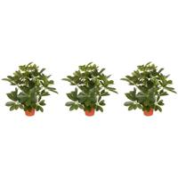 Kunstplant schefflera/baby struik - 3x - H55 cm - groene kunstplanten - kamerplanten