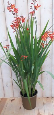 Crocosmia Montbretia 40 cm - Warentuin natuurlijk