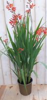 Crocosmia Montbretia 40 cm - Warentuin natuurlijk