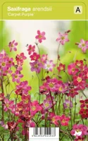 V.I.P.S. Saxifraga ''Carpet Purple'' - Steenbreek P9