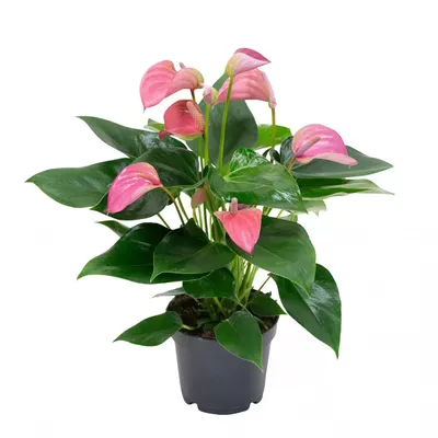 Kamerplant Anthurium Pink 'Flamingo plant'