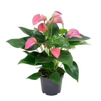 Kamerplant Anthurium Pink 'Flamingo plant' Kamerplant Anthurium Pink 'Flamingo plant'
