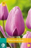 Tulipa Purple Pride - Jub