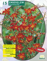 Bloembollen Crocosmia Emberglow per 15 Baltus - Baltus