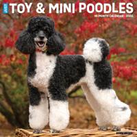 Toy en Miniatuur Poedel Kalender 2026