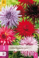 JUB x3 Dahlia favourite love