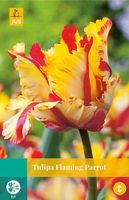 Tulipa Flaming Parrot 5 bollen - JUB