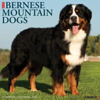 Berner Sennen Kalender 2026