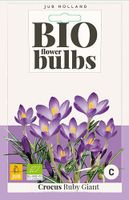 Crocus Ruby Giant 12 bollen - Jub