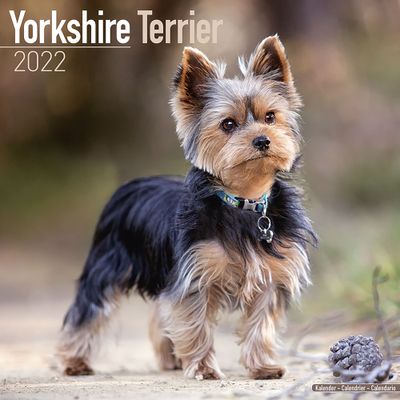 Kalender 2025 Yorkshire Terrier